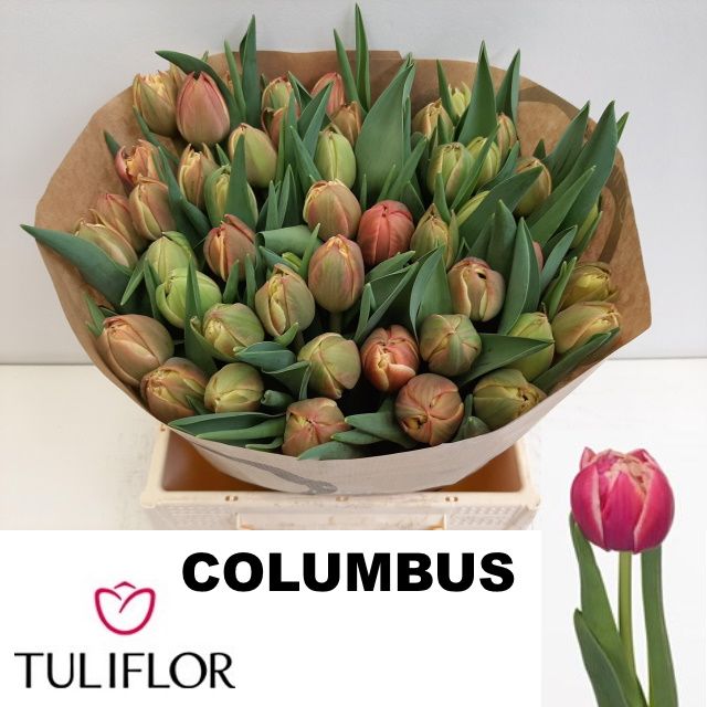 Tu Du Columbus