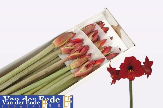 Hippeastrum Mini Rapido 75cm 45bl