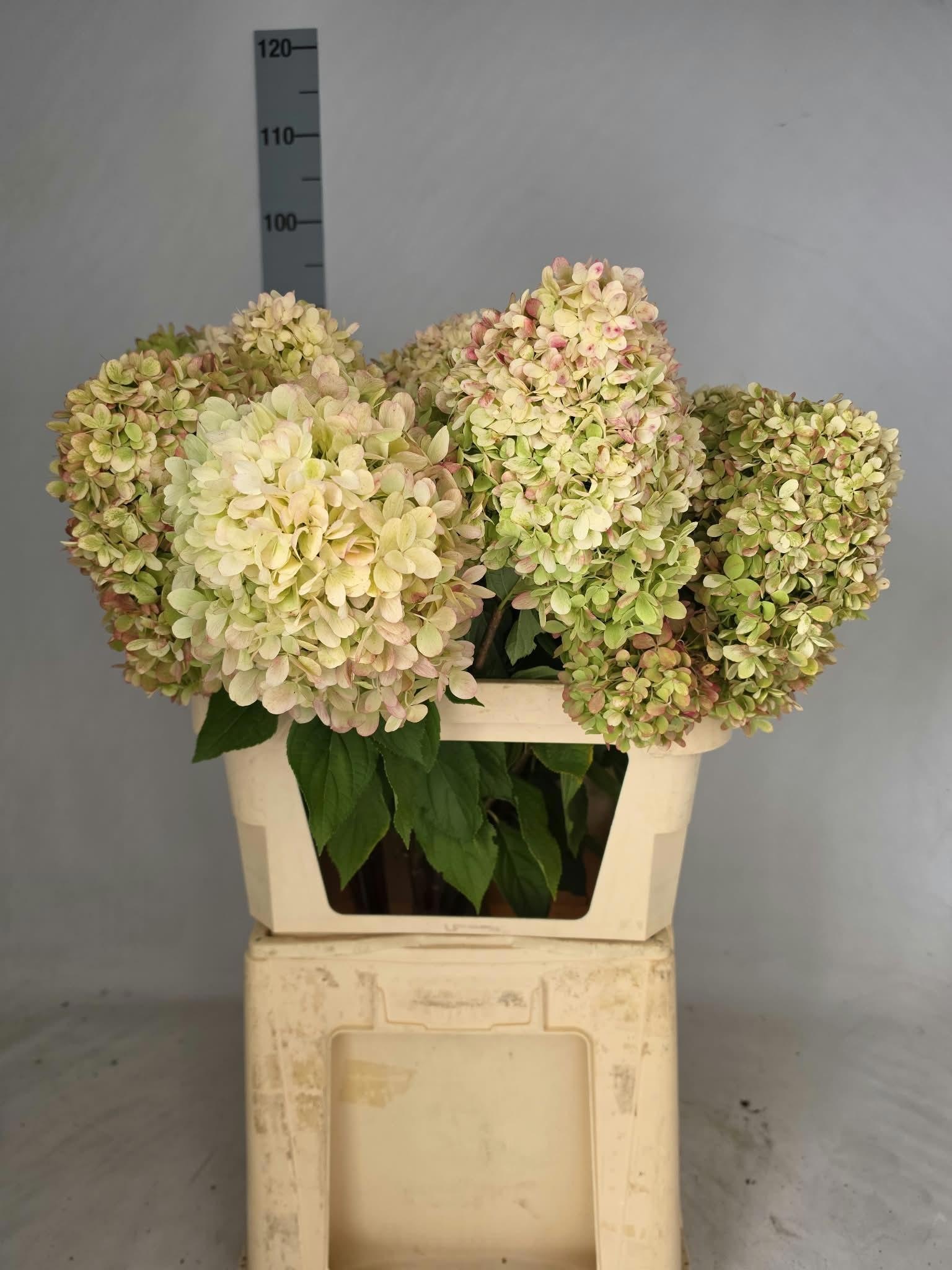 Hydr Pa Limelight