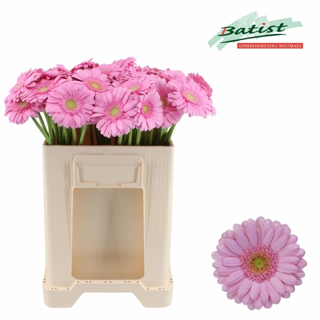 Gerbera Mini Kirstey