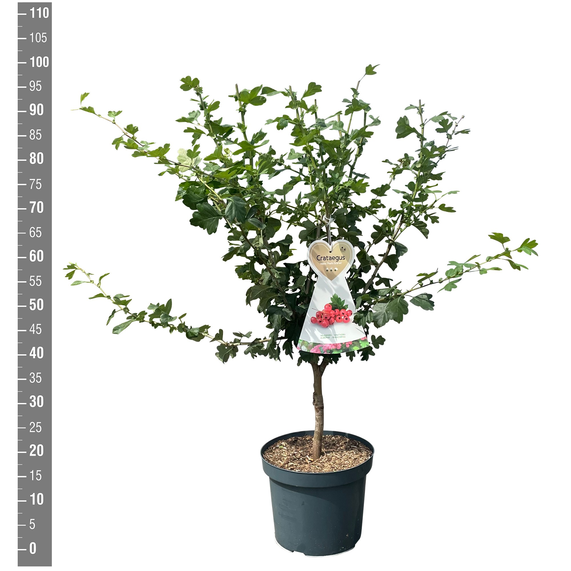 Crataegus Paul Scarlet, struik
