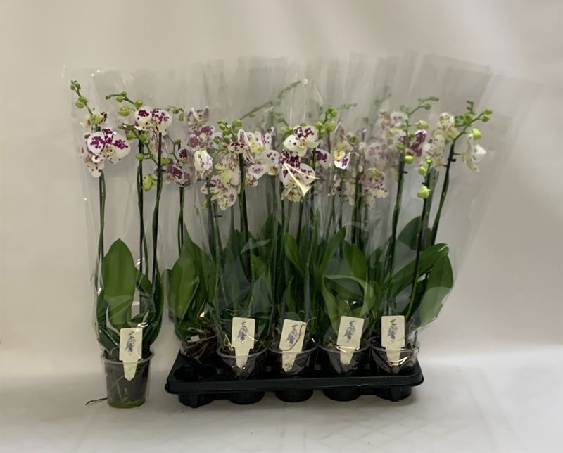 Phal An Marrakesh 12Ø 60cm