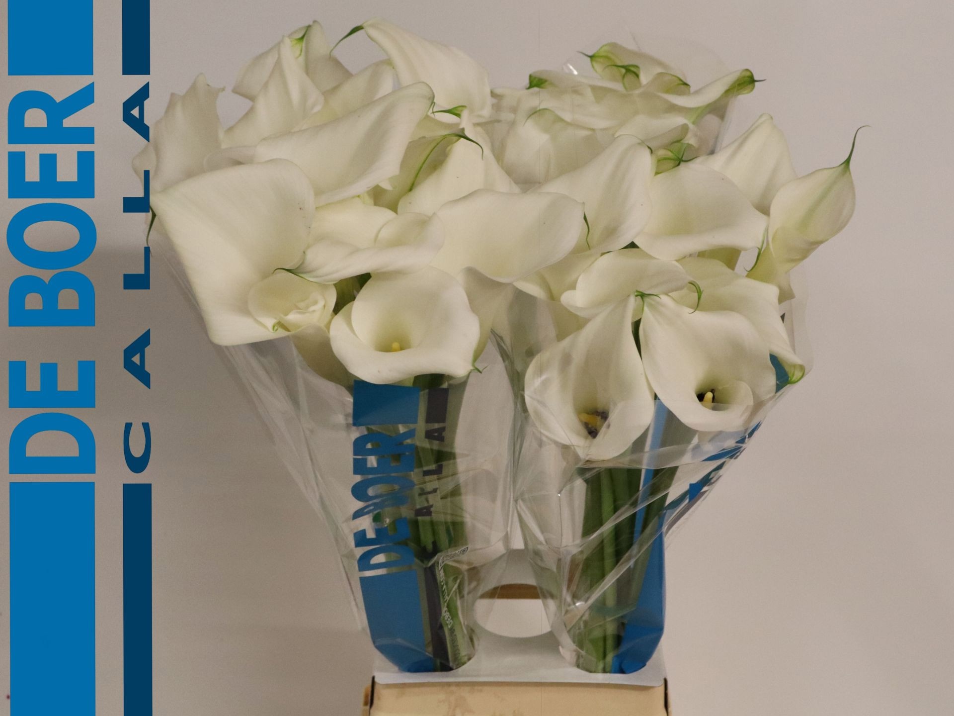 Calla Pure Art 80cm