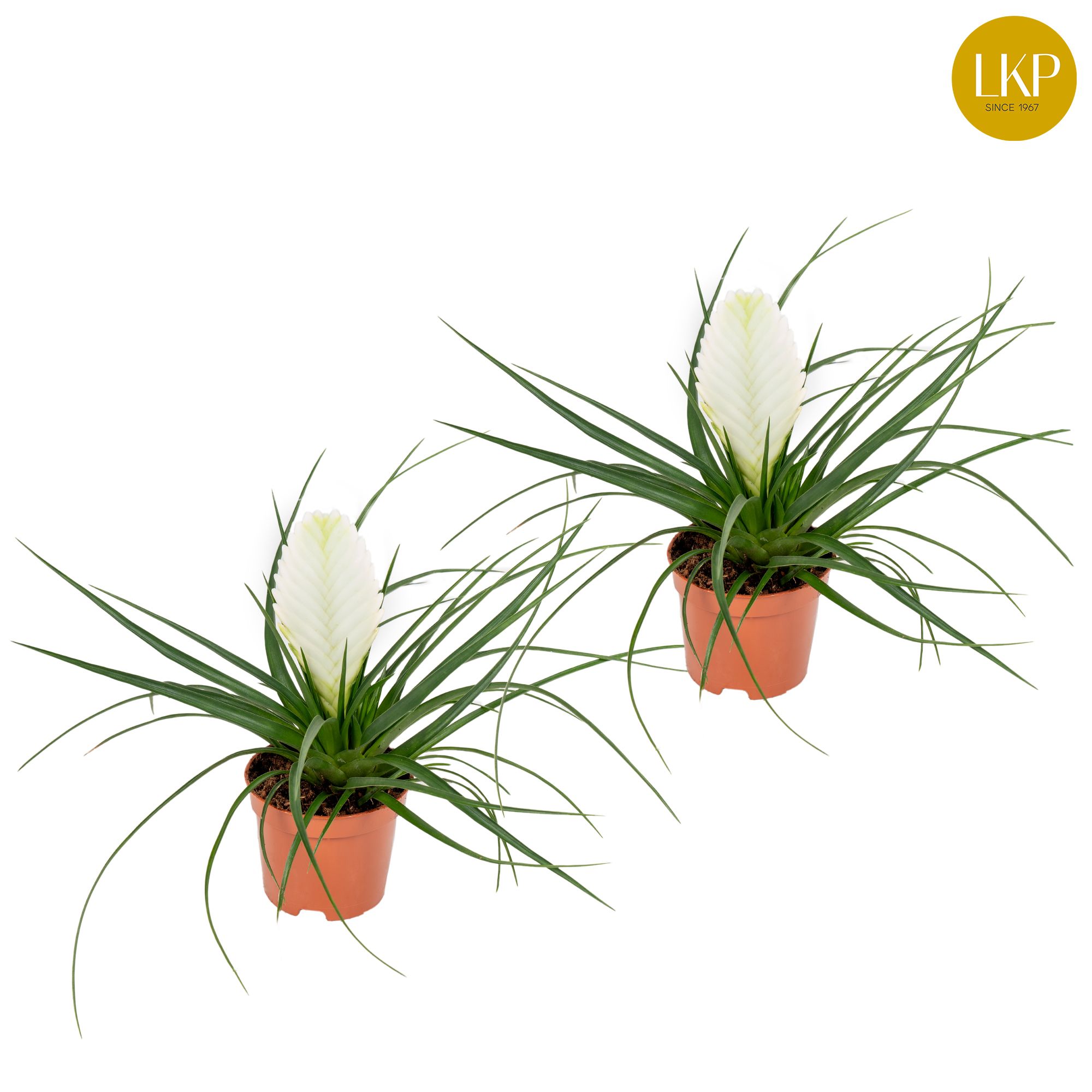 Tillandsia cyanea 'Biancini' No sleeve | Gardenline