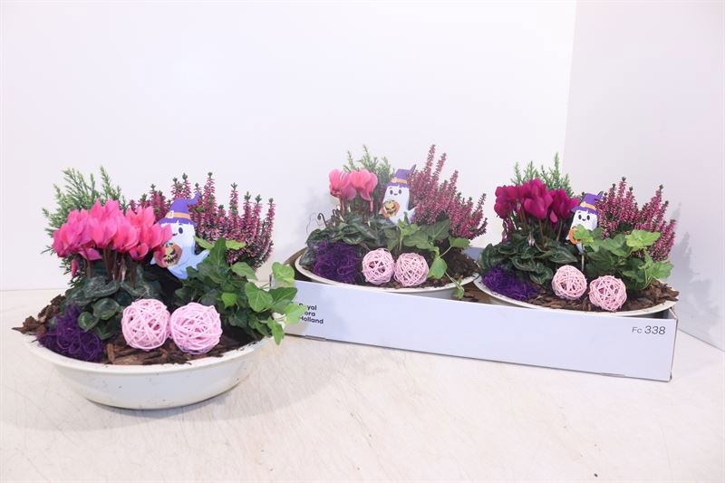 Arr Tuinplanten 5P 27cm