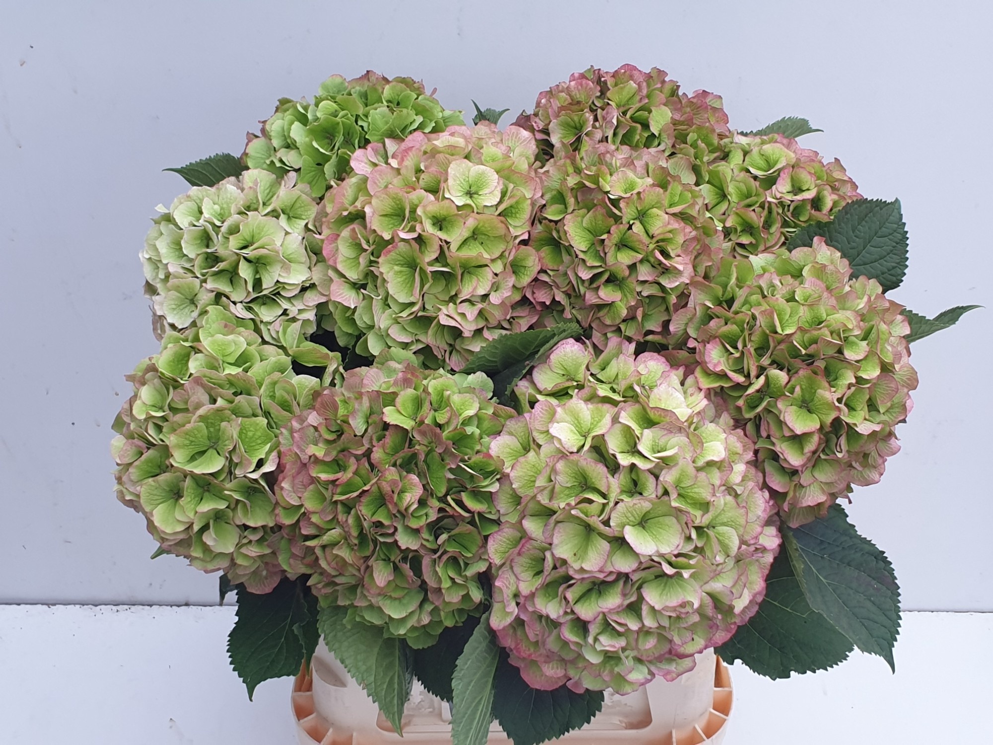 Hydrangea Verena Classic Pink 80cm 23Ø