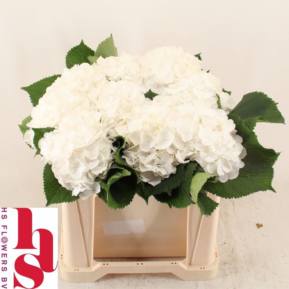Hydrangea White Verena 50cm 17Ø