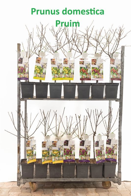 Prunus Mix Patiobomen Mix Prunus dom. ( PRUIM )