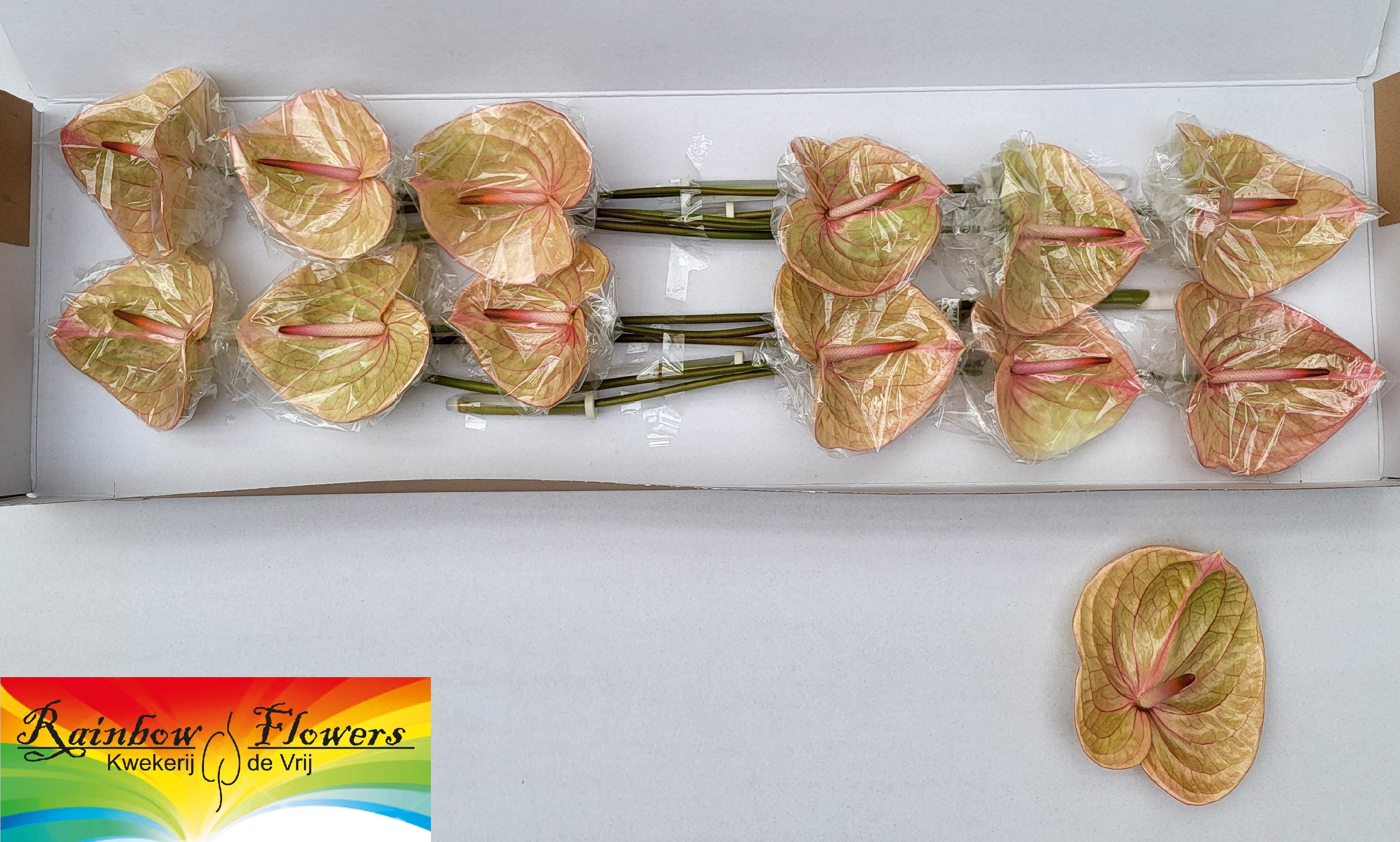 Anthurium Marijke 13Ø