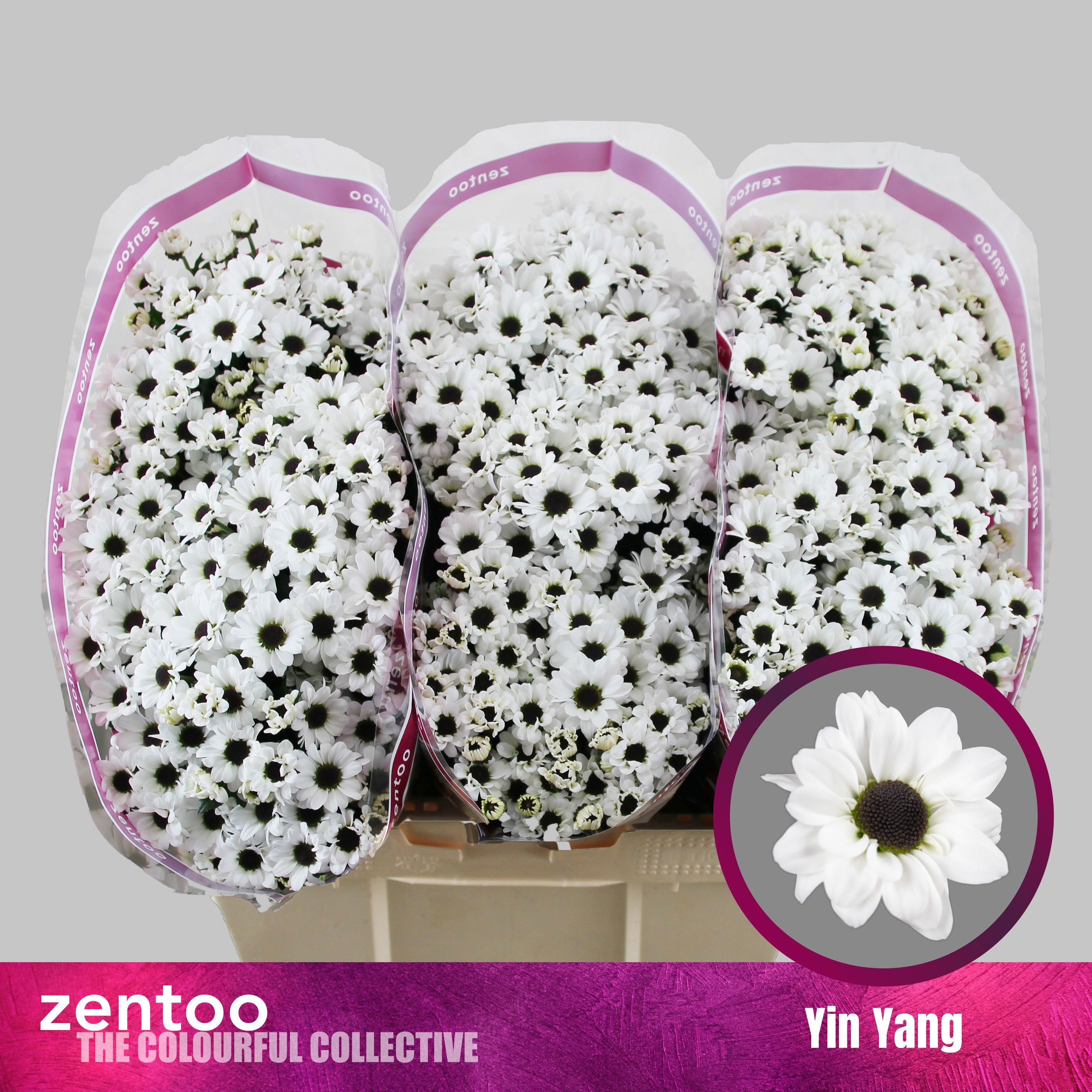 Chrys Santini Yin Yang 55cm 130Ø