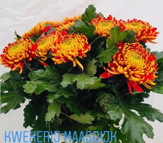 Chrysanthemum Single Tom Pearce 80cm 140gram