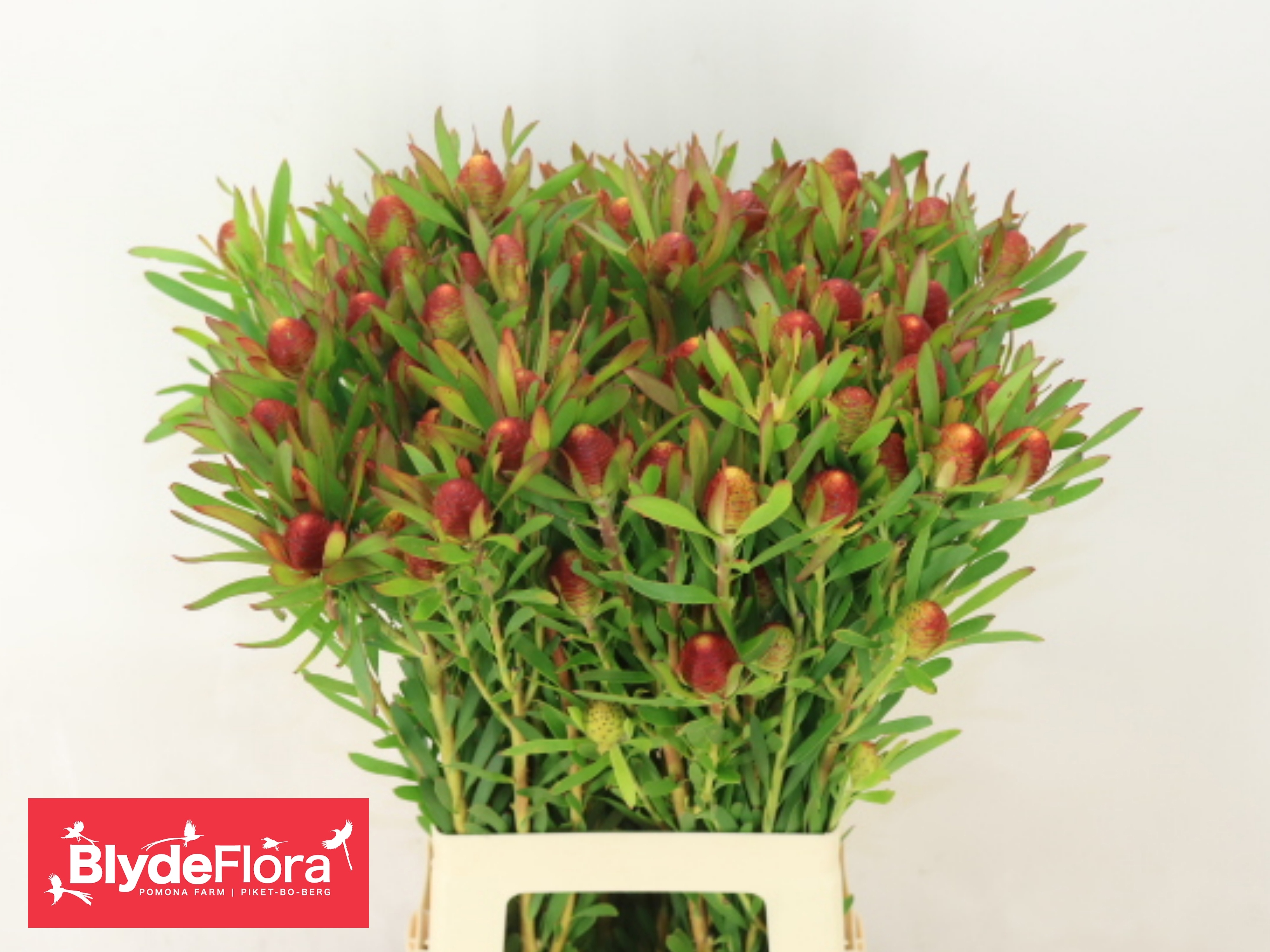 Leucad Ayoba Ch Pear 70cm