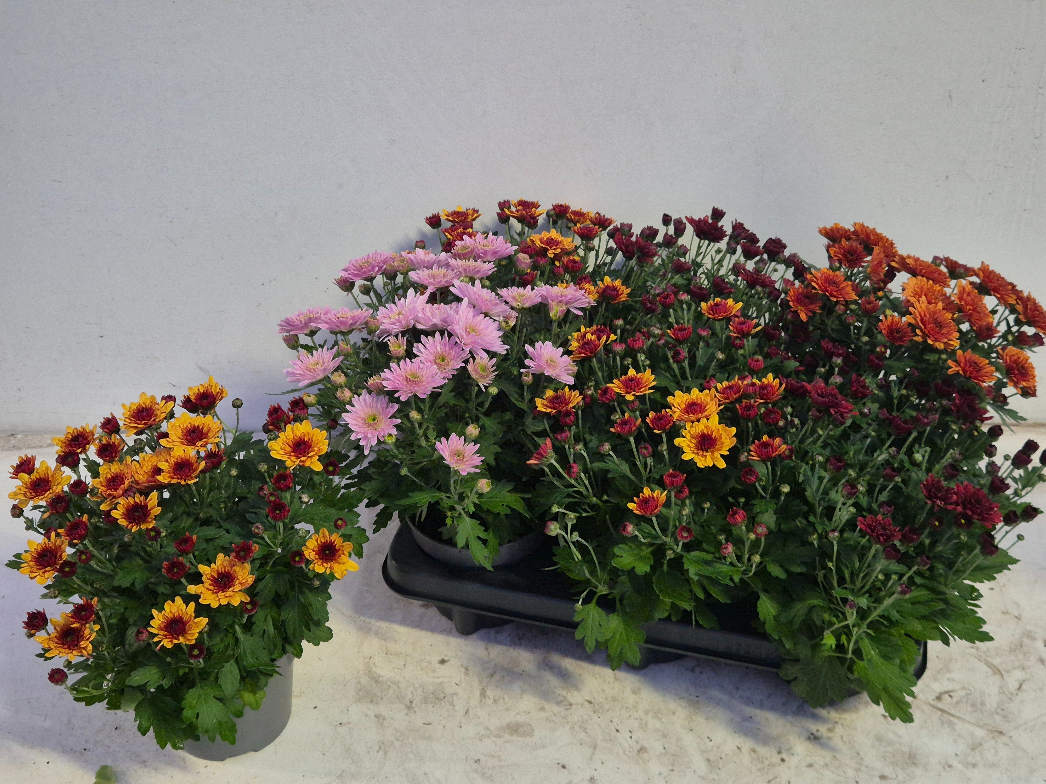 Chrys Garden Mums Gm 12Ø 25cm
