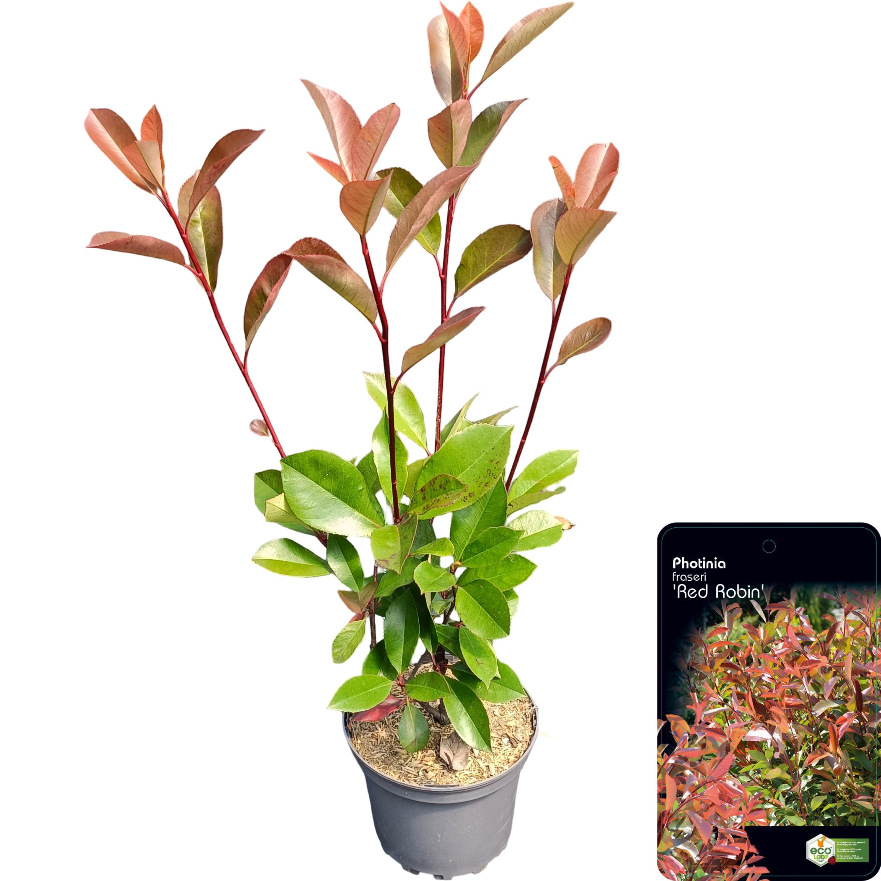 Picture of Photinia fraseri 'Red Robin' C2