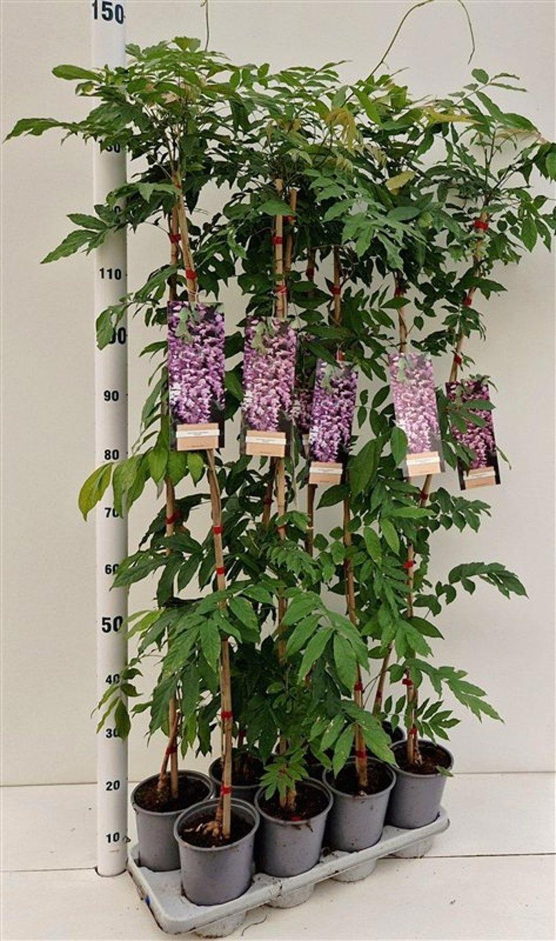 Wisteria floribunda 'Rosea' - gestokt