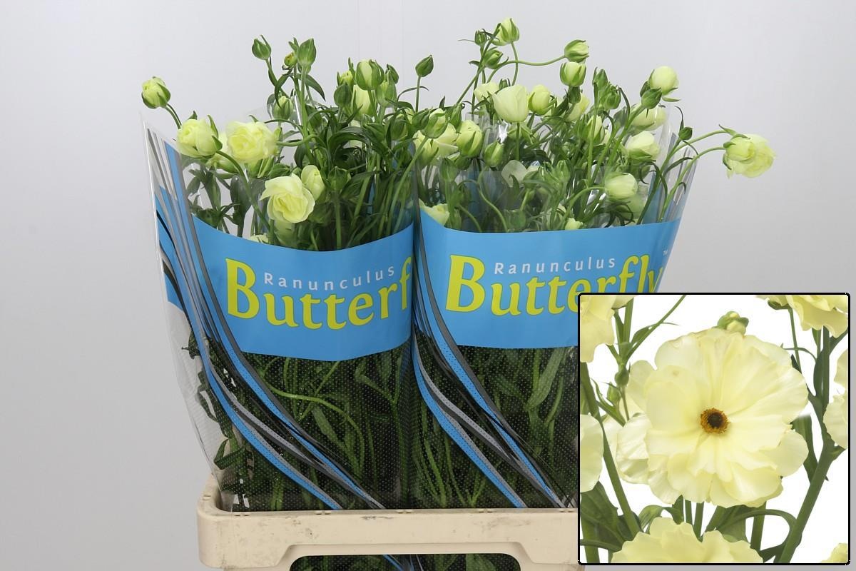 Ranunculus Butterfly Litai 70cm