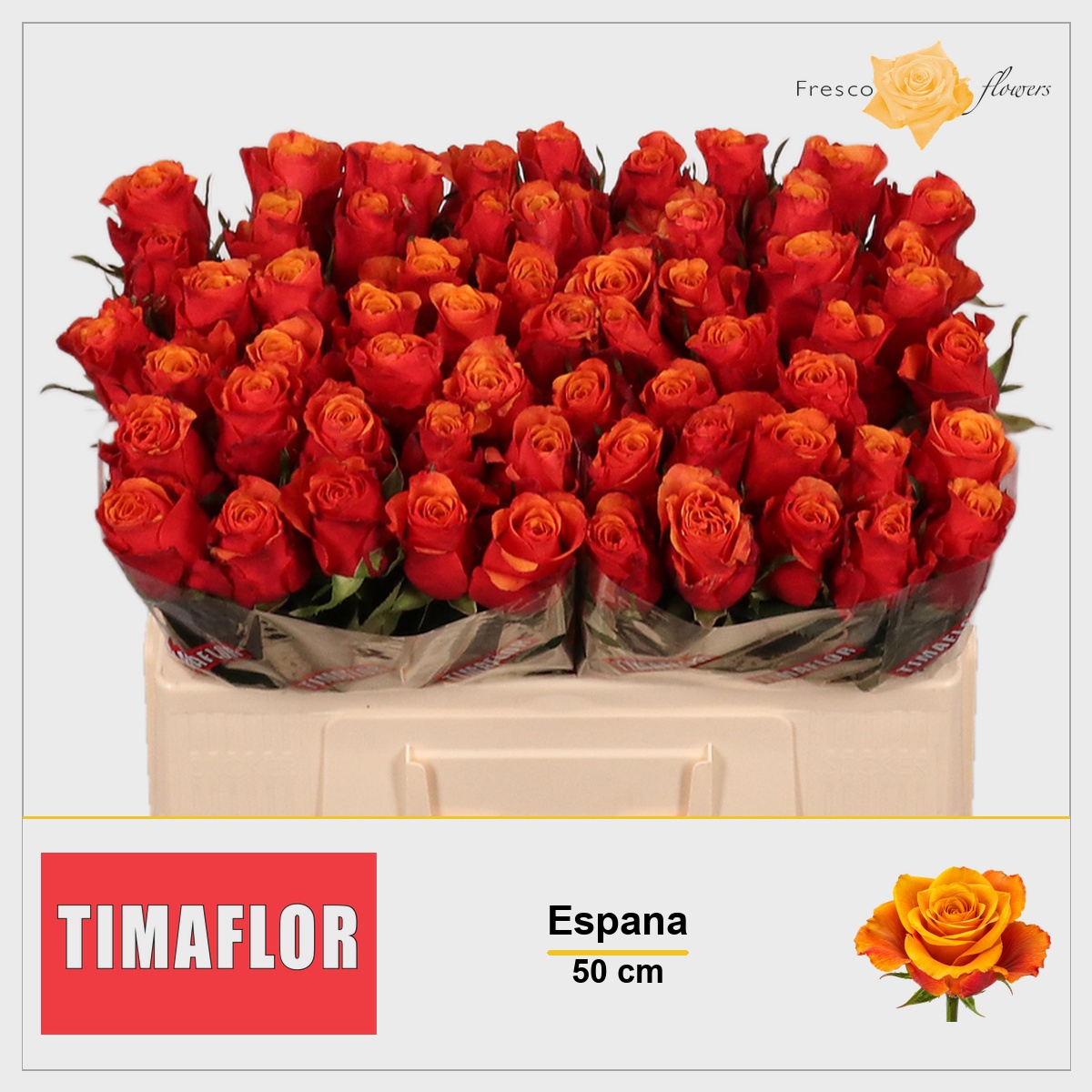 Rosa Espana 50cm