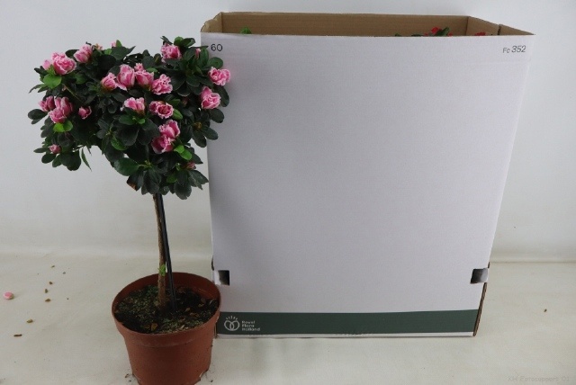 Rhodo Overig 19Ø 55cm