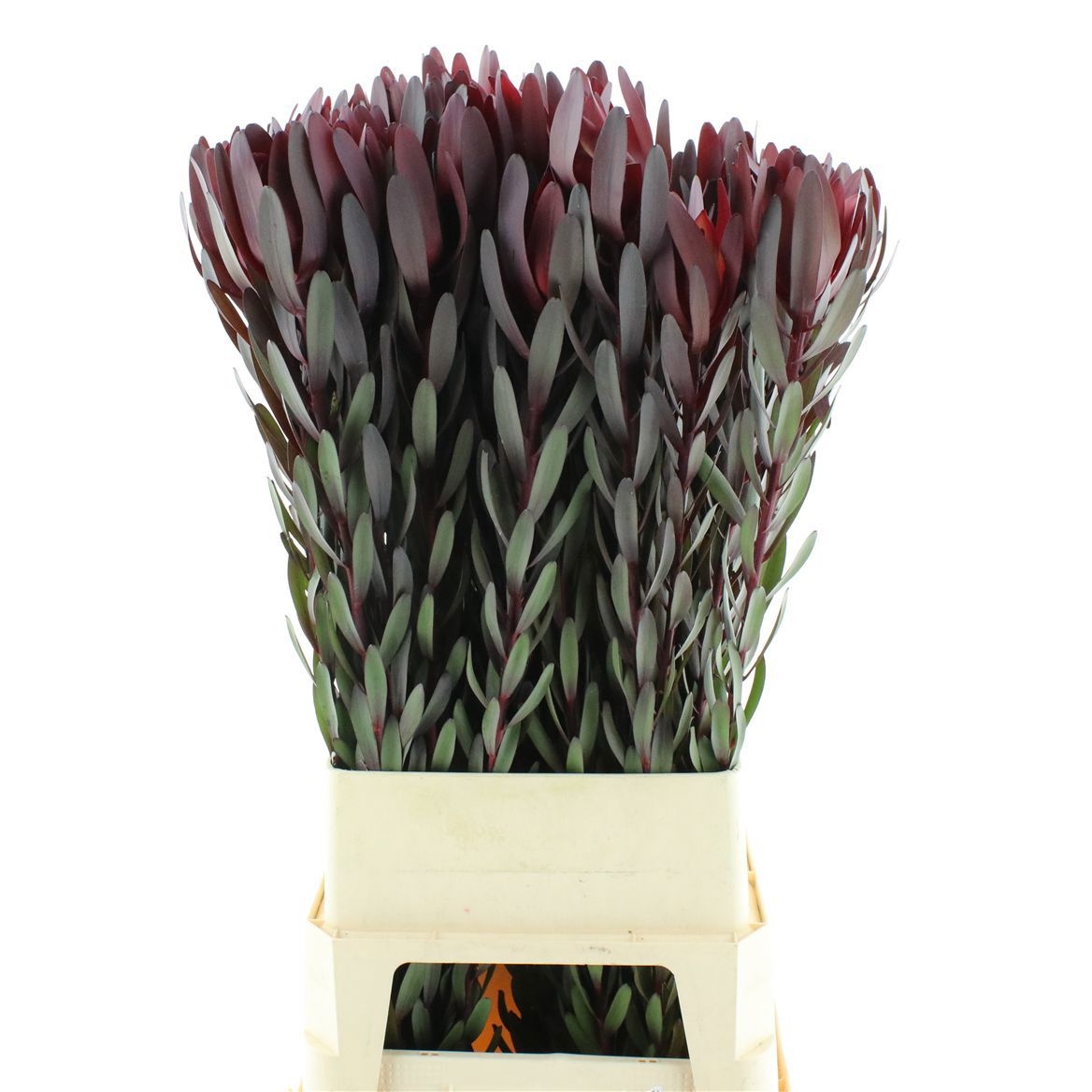 Leucadendron Safari Sunset 100cm