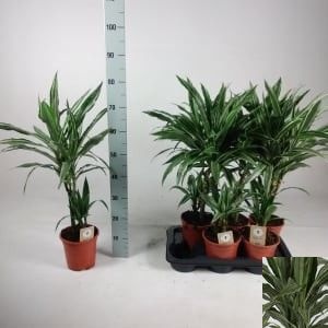 Dra De Warneckei 17P 75H 2stek 2kop