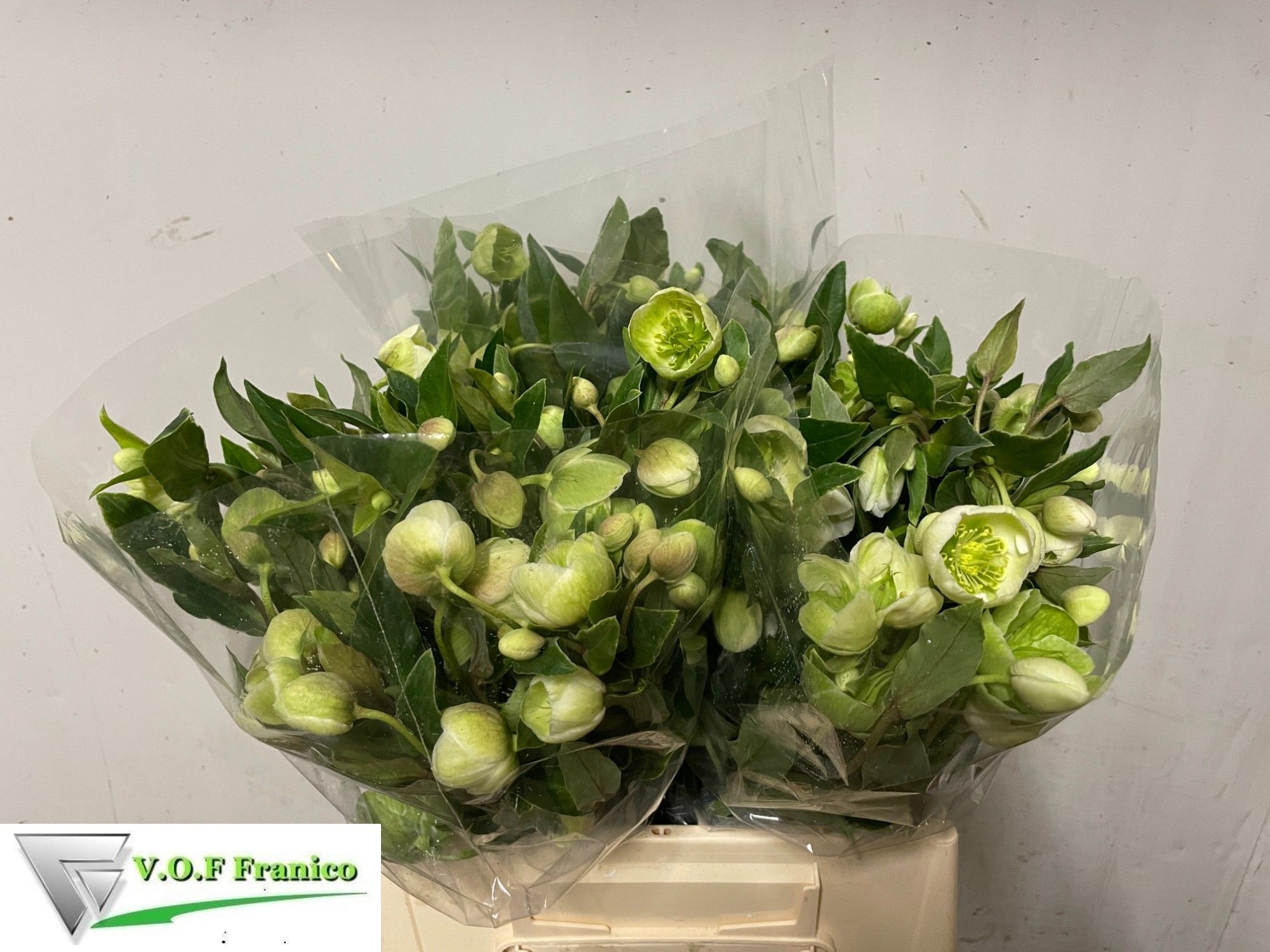 Helleborus Winterbells 35cm