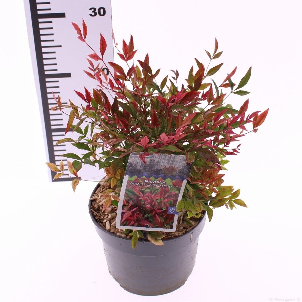 Picture of Nandina domestica 'Red Light'