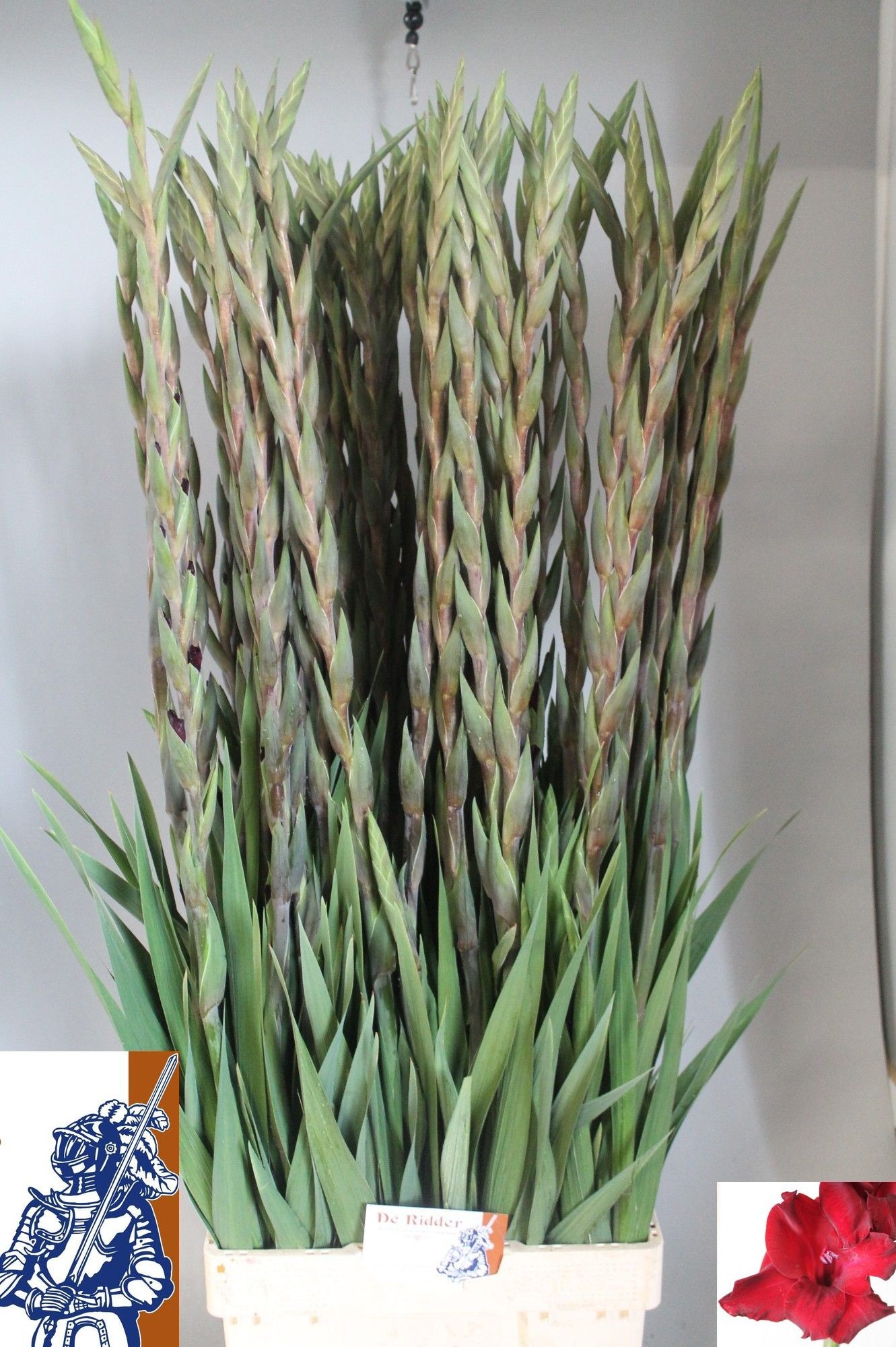 Gladiolus Fat Boy 100cm 150gram