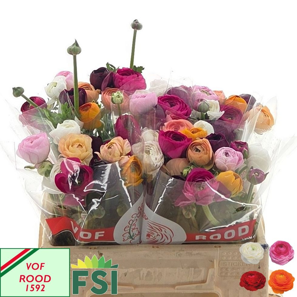 Ranunculus Asst Rainbow Bunch 38cm