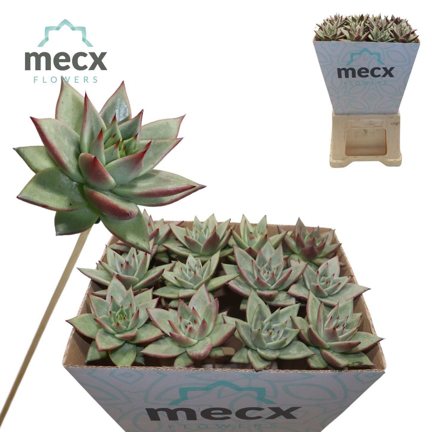 Echeveria Ebony "glow" (mecx Flowers)