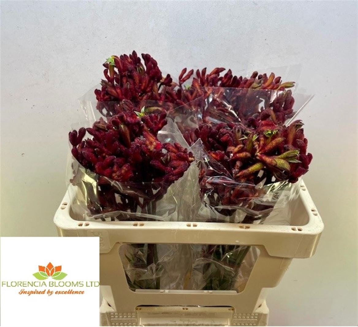 Anigozanthos Red Early Spring 50cm