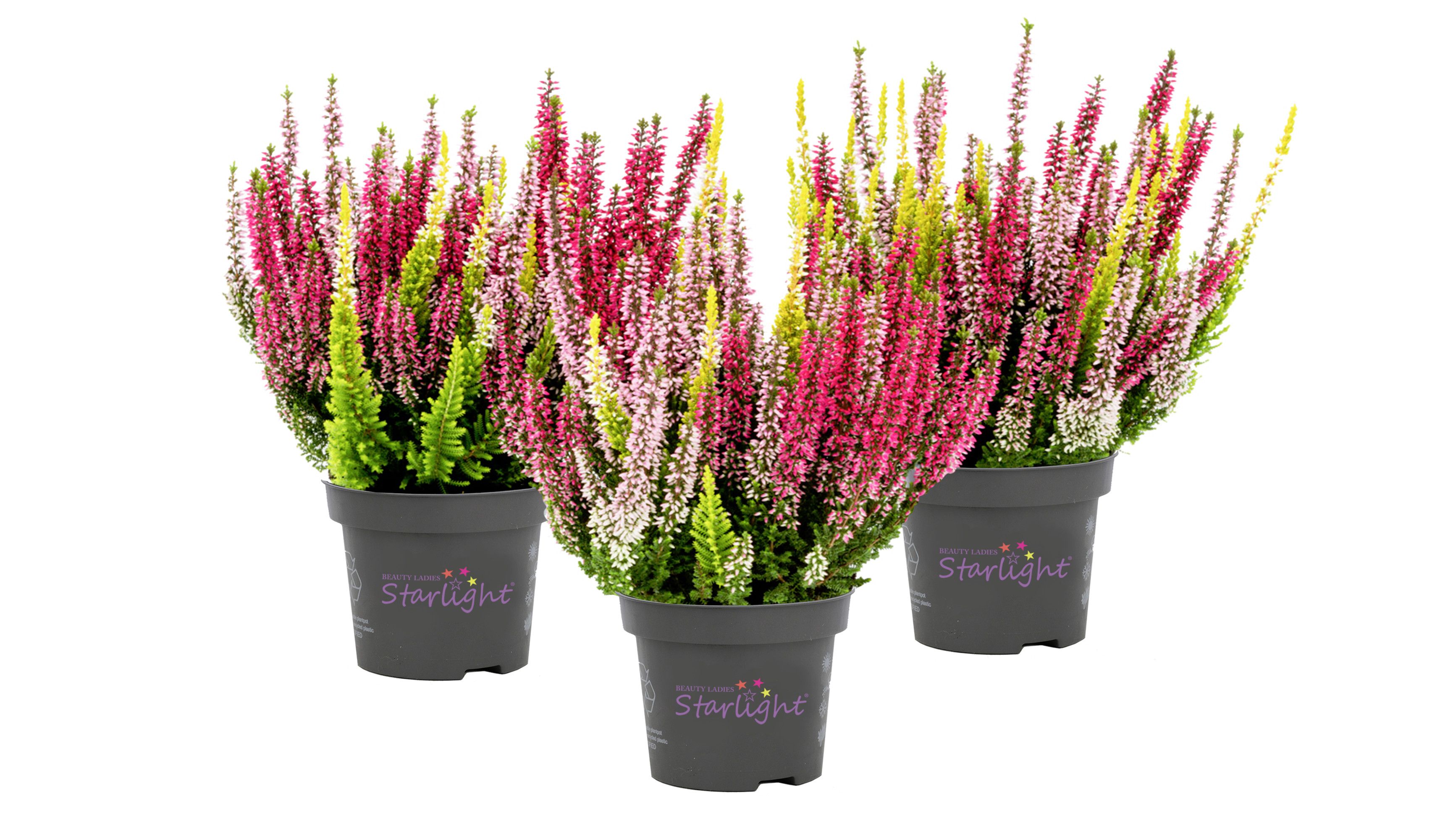 Callu Bl Starli Gem 13Ø 30cm