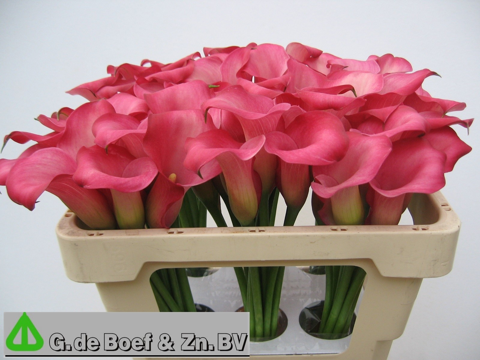 Calla Nashville 50cm