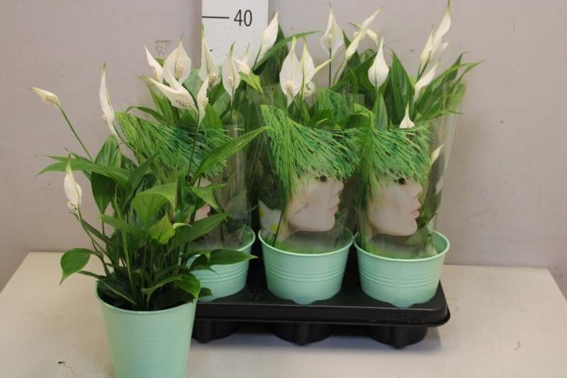 Arr Spathiphyllum 12P 45cm 23bloei