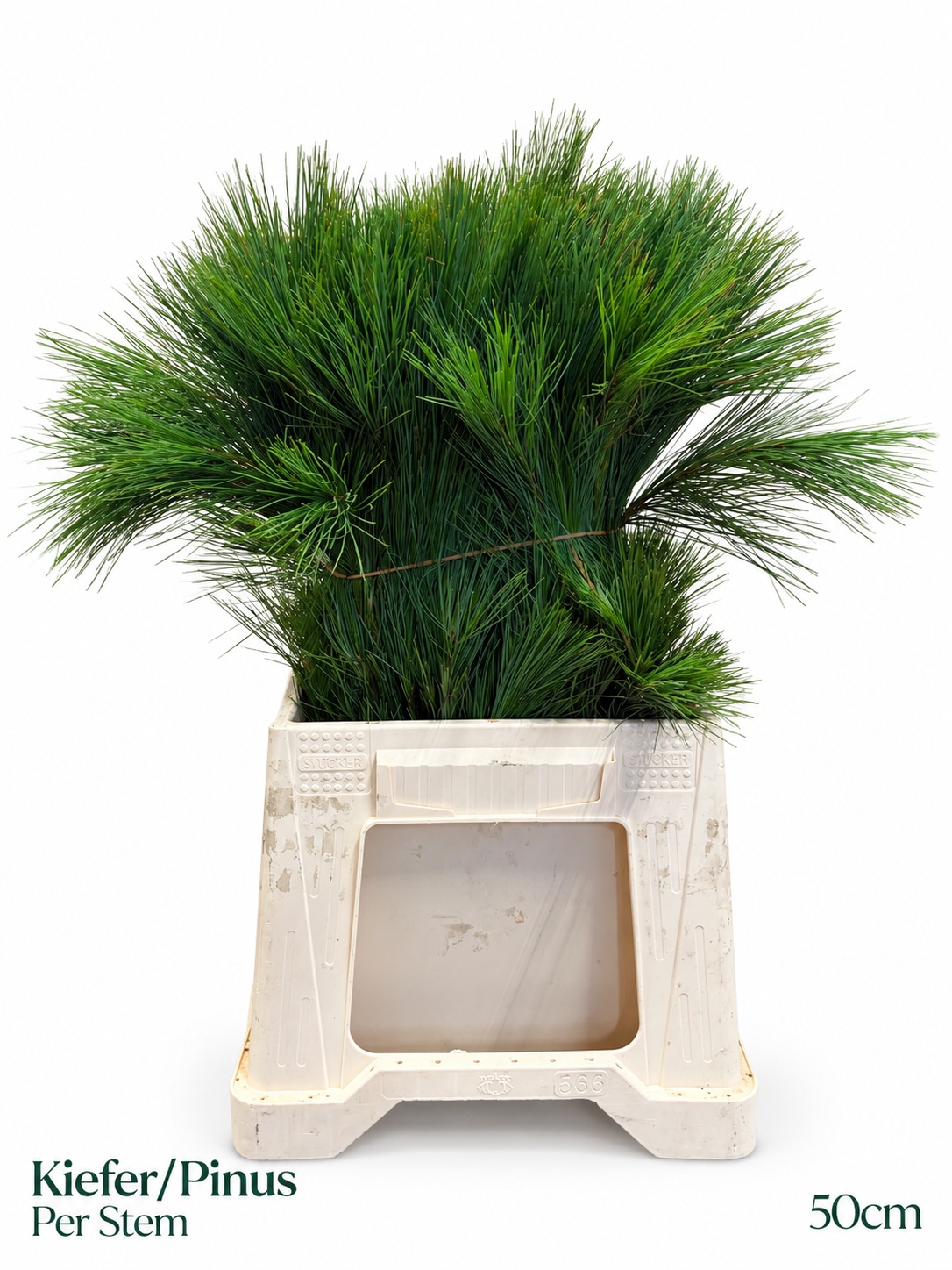 Pinus Strobus 50L.cm