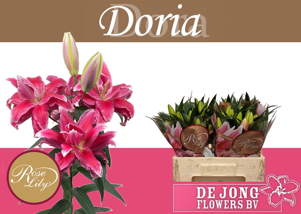 Lilium Or Double Donna 55cm 3/5bl