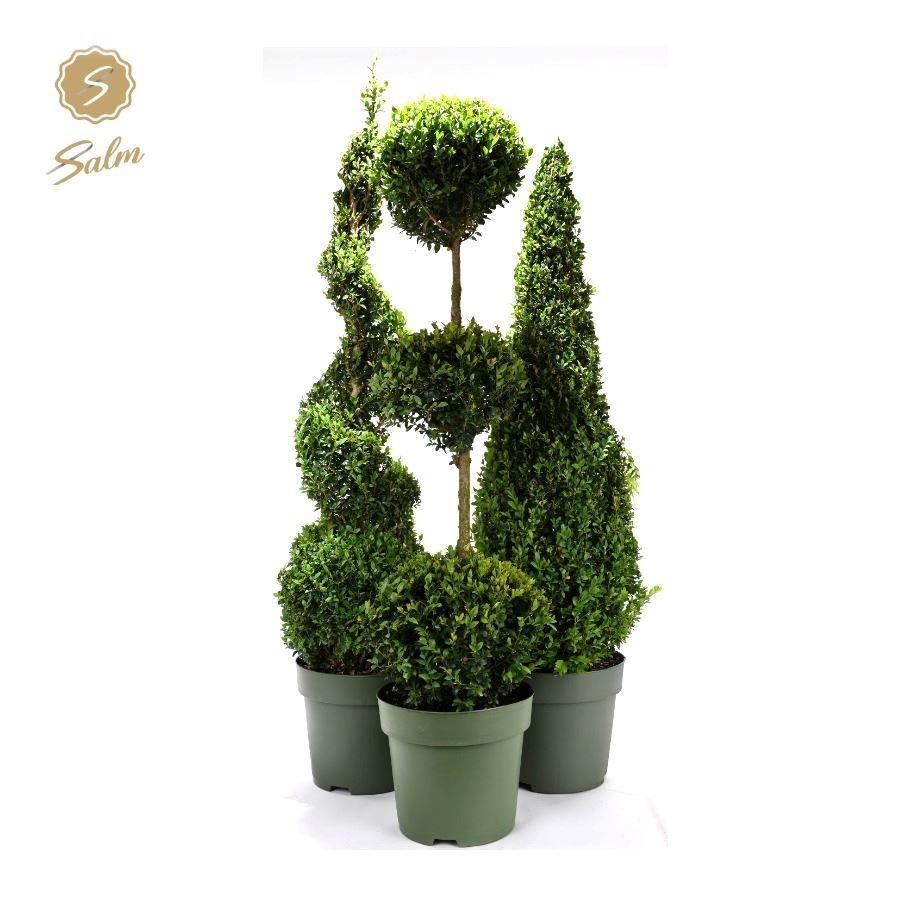 Buxus semp. Special Models XXL Mix Shelf