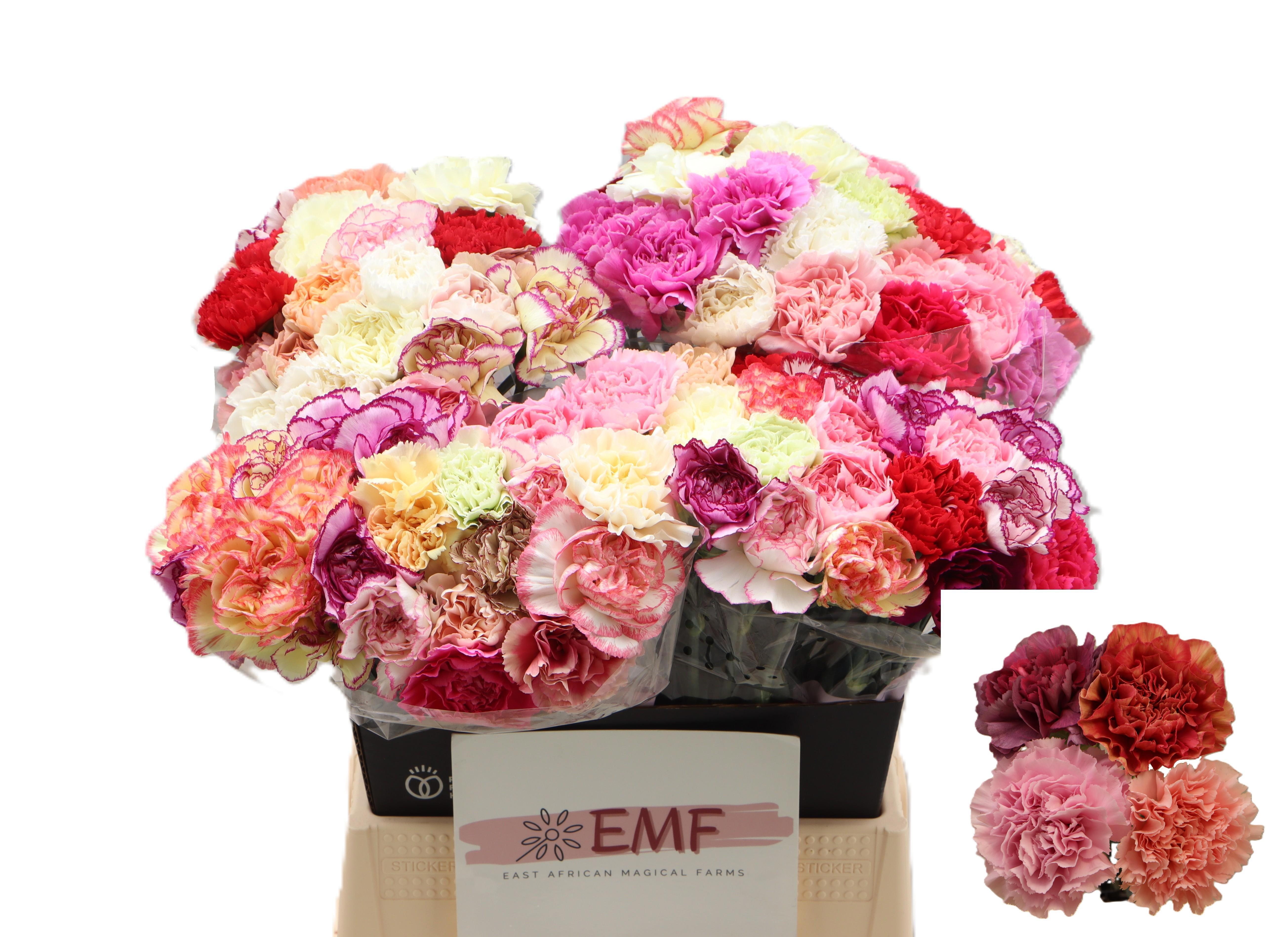 Dianthus St Mixed In Bunch 45cm
