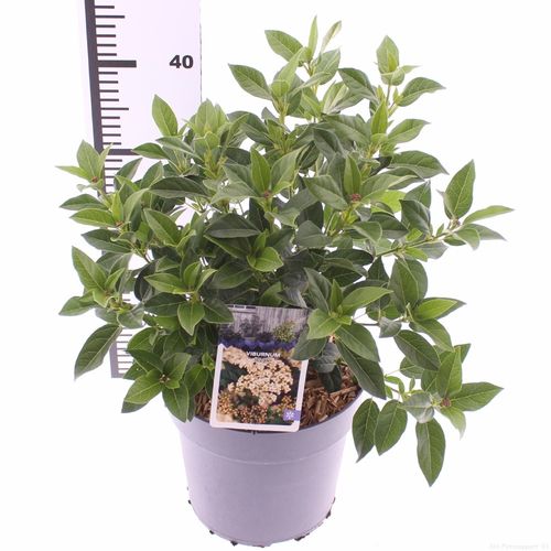 Viburnum tinus p21 Snepv.