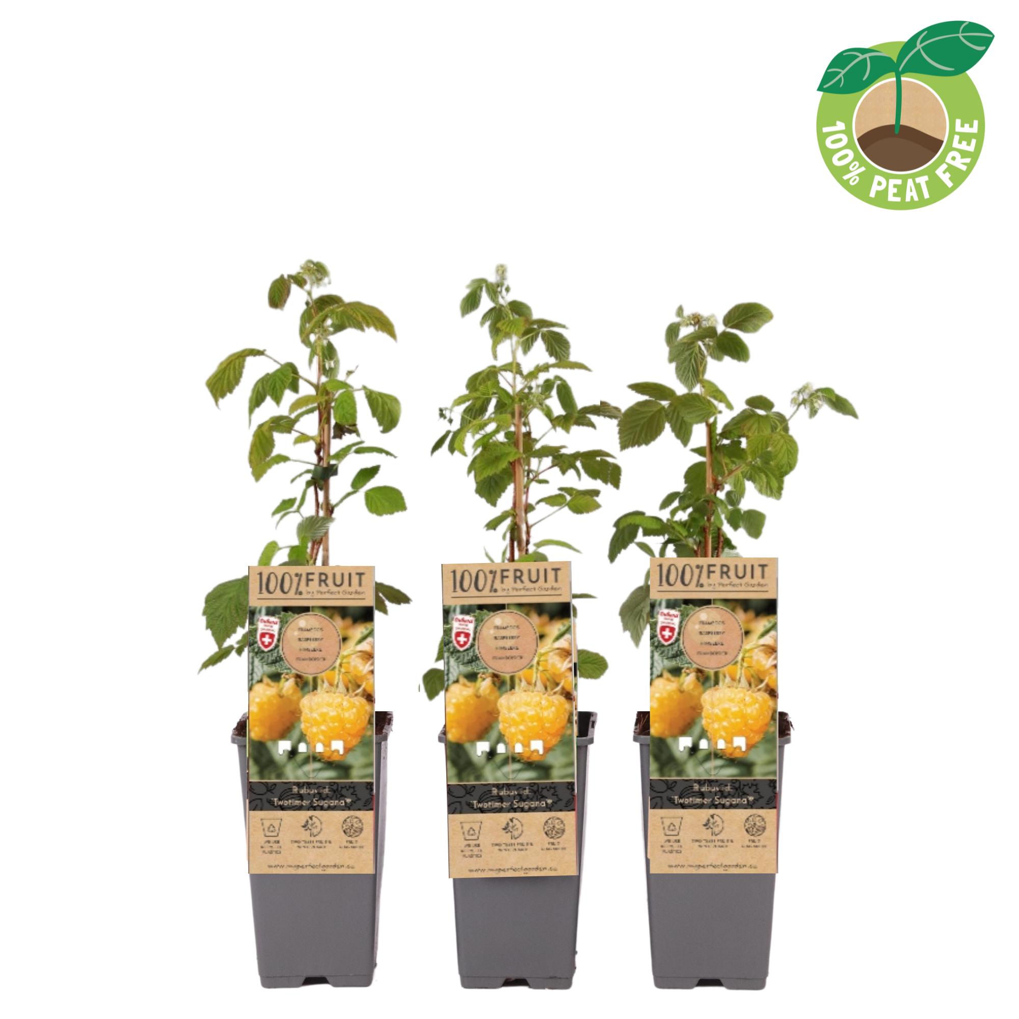 Picture of Rubus idaeus Twotimer (Yellow) P15 (2 Ltr/high)