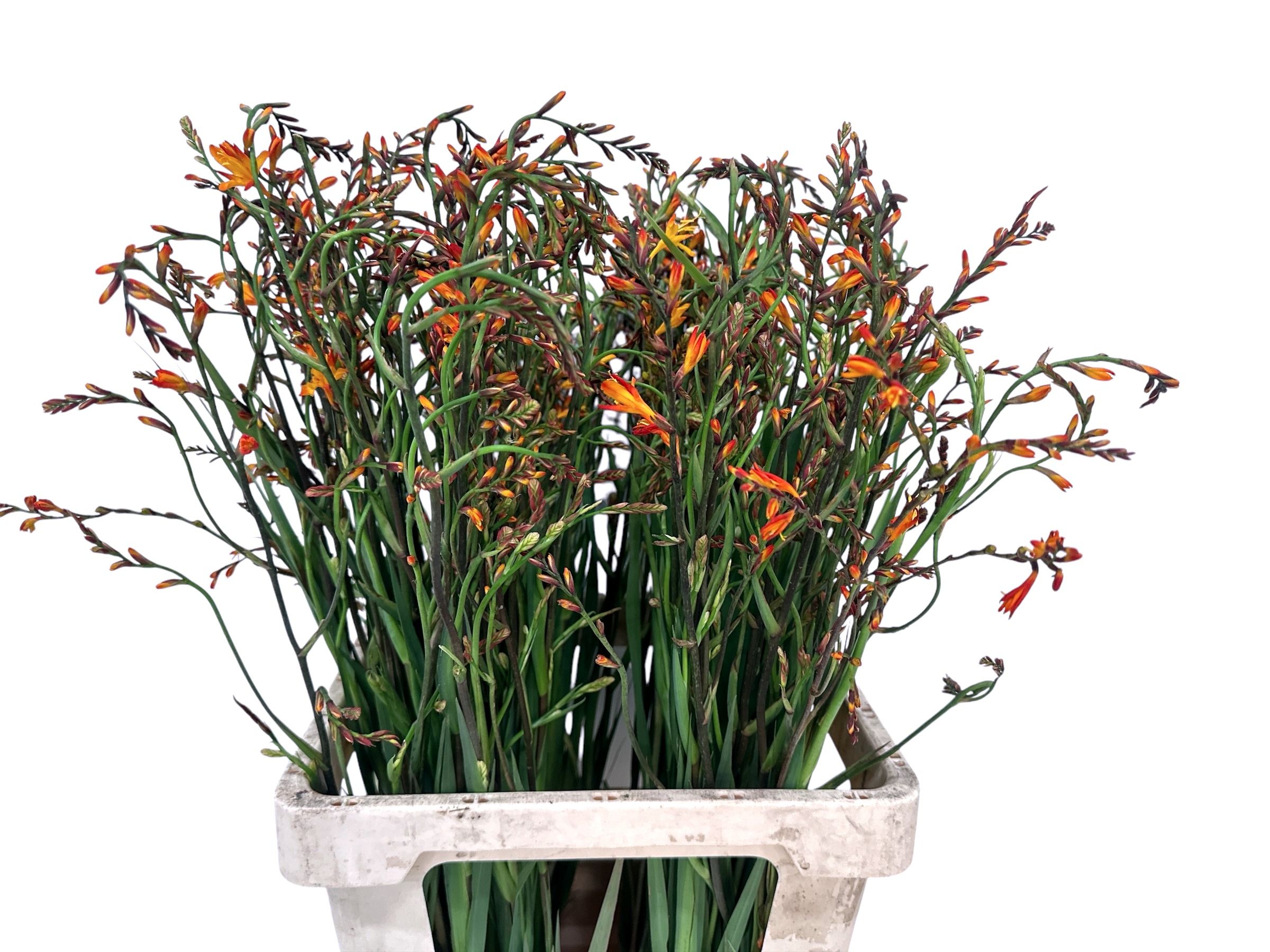 Crocosmia Lucifer 70cm