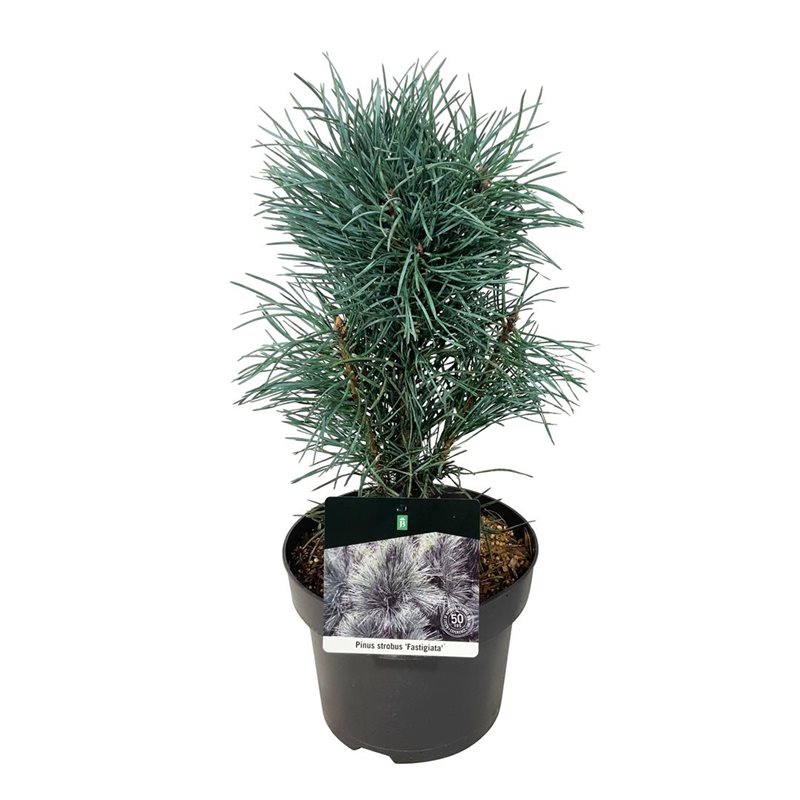 Picture of Pinus sylv. 'Fastigiata'