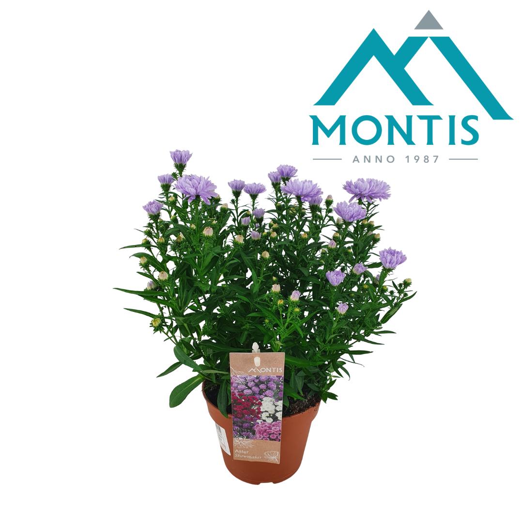 Picture of Aster Showmaker Lilac Sunset P14 25CM