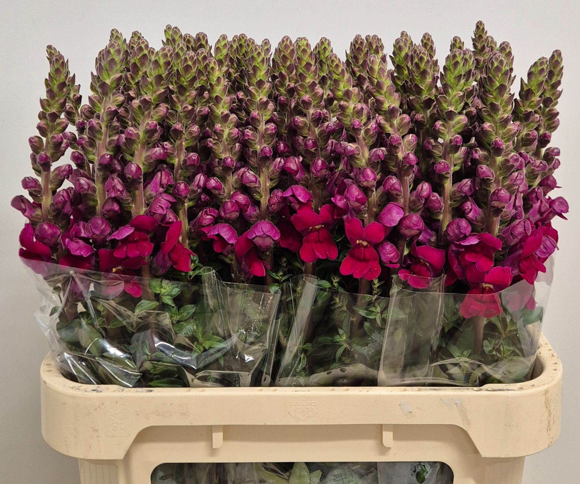 Antirrhinum Opus Red 70cm