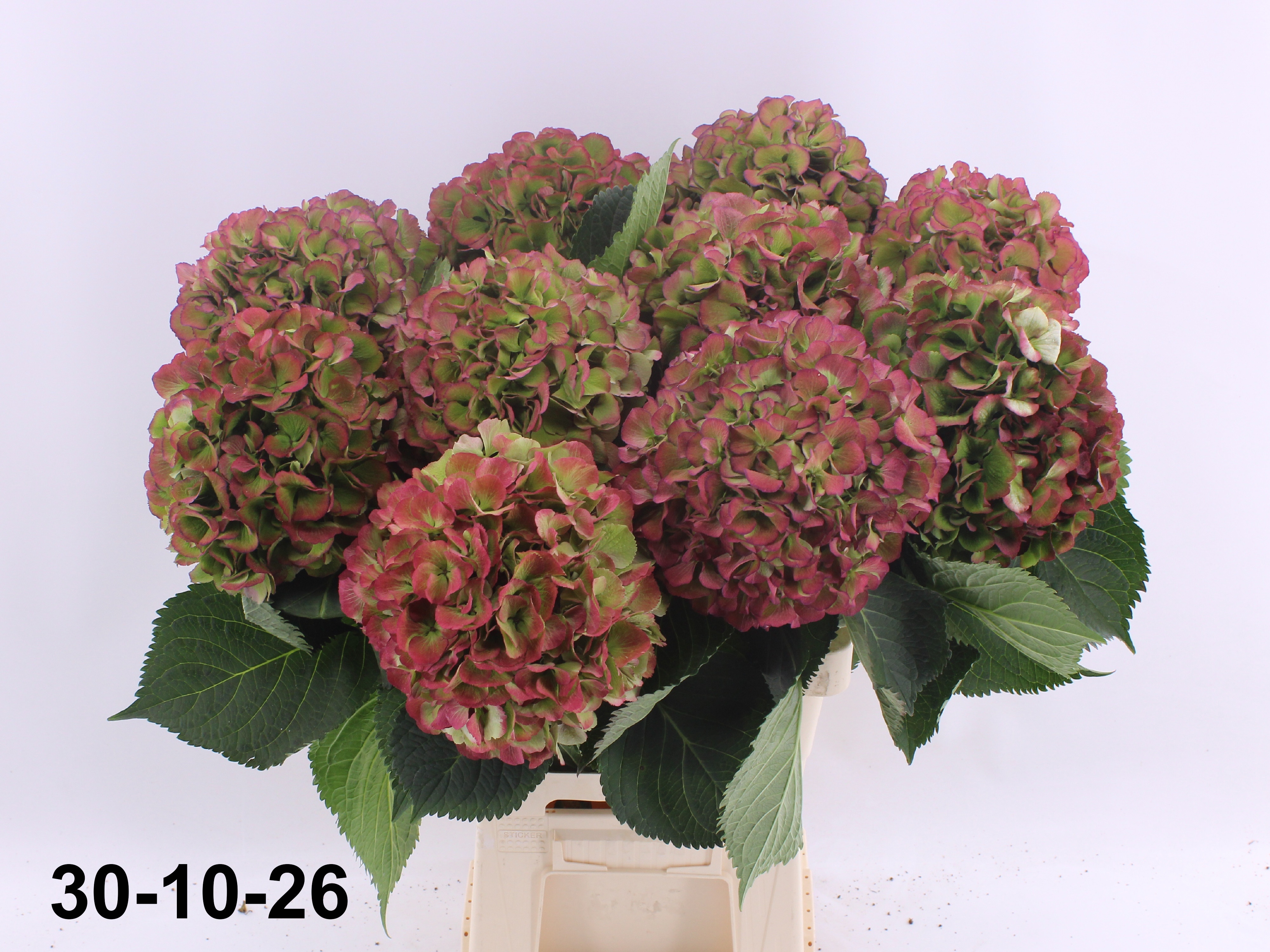 Hydrangea Elbtal Classic Pink 70cm 21Ø