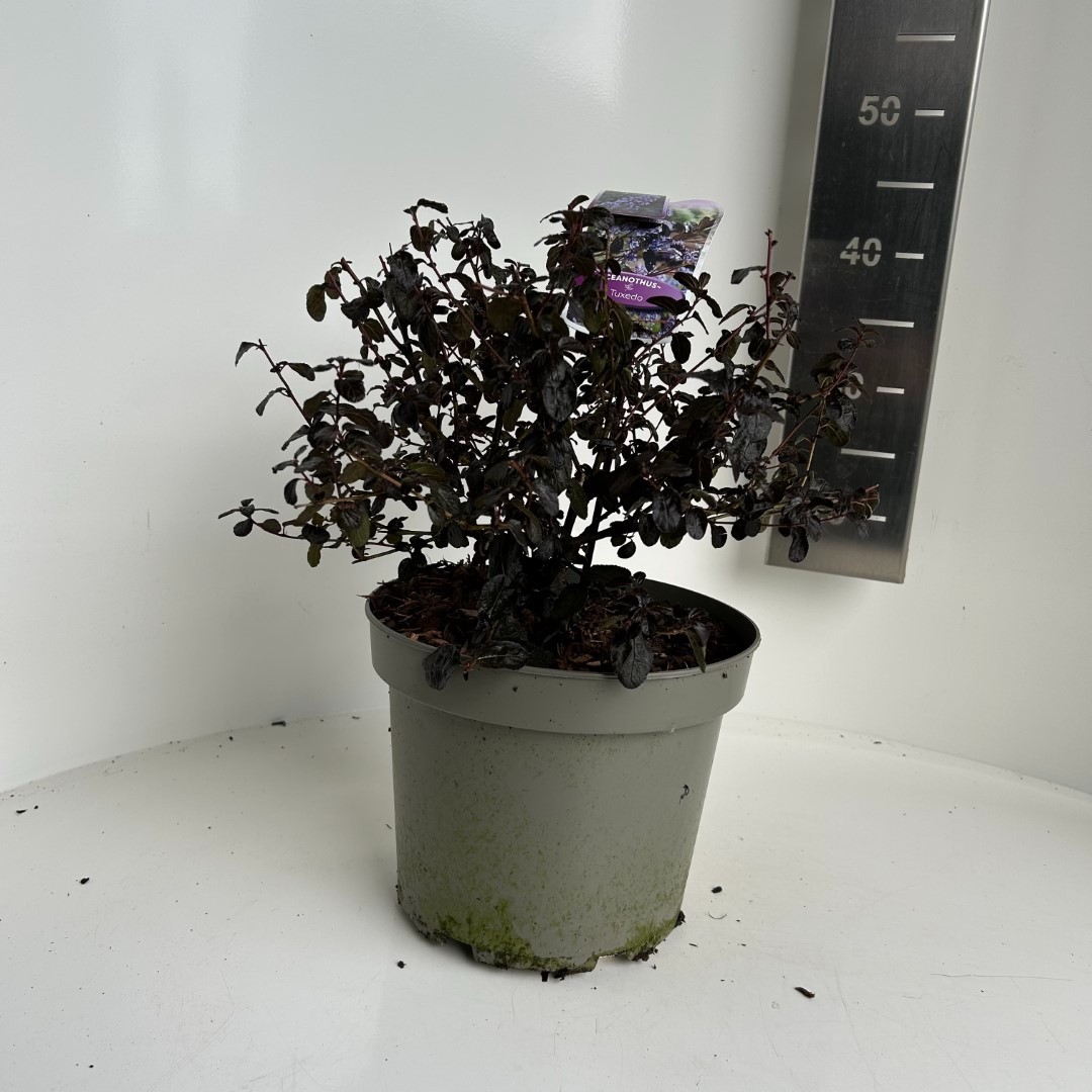 Picture of Ceanothus thyrsiflorus Tuxedo P23 (5 Ltr) (LOOSE)