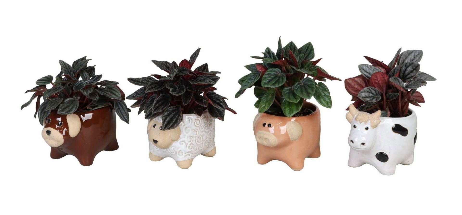 Peperomia L 66621 with Peperomia Caperata Mix