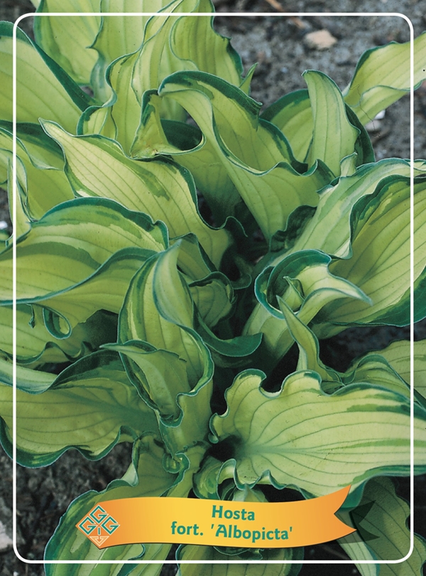 Picture of Hosta Mix 6x10 srt. per shelve P11