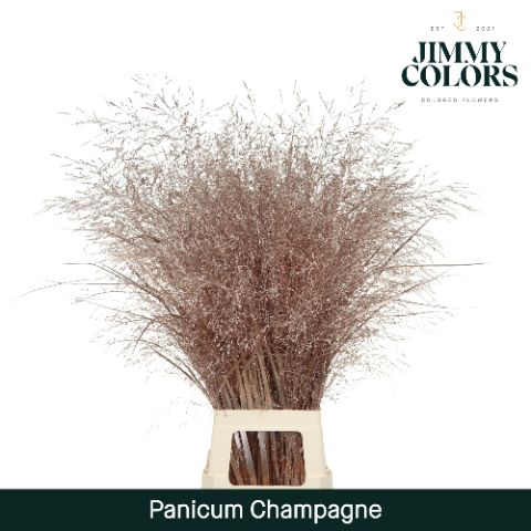 Panicum L90 Mtlc. Champagne