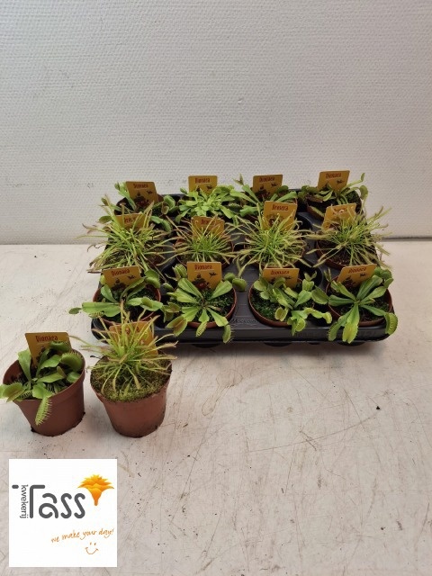 Dionaea Muscipula 508P 15H