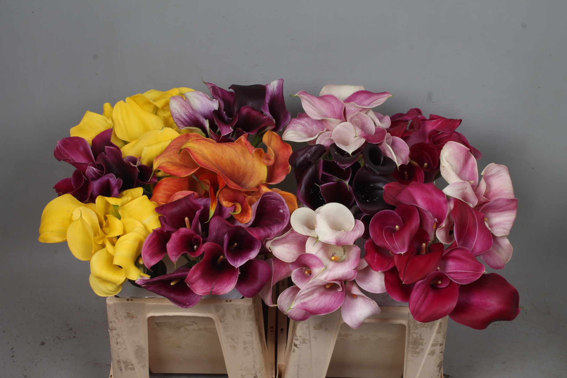 Calla Assorted 40cm